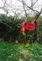 red tree installation 2003.jpg