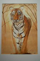 Indian-Tiger--Watercolour-Y.jpg