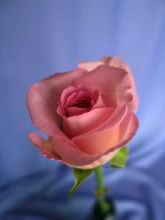 2-Pink-Rose.jpg