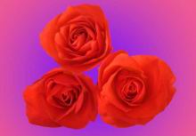 7-Red-Rose-Trio.jpg