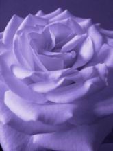 9-Rose-Tint-Blue-Mono.jpg