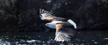 Thumbi-Island-eagles-.jpg