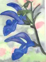 Blue-Salvia.jpg