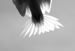 Nature - Fairy Tern in flight.jpg