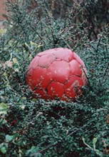 j)Red-Football-Green-Tree.jpg