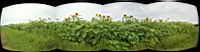 Sunflowers--Neosho-County--.jpg