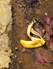 1845-banana.jpg