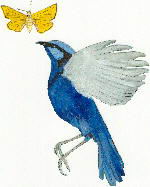bluebird and moth.jpg