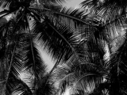 05-Palm-Tree-Branches.jpg