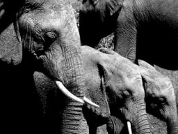 06-A-Row-of-Elephants.jpg