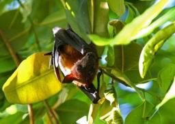 10-Fruit-Bat.jpg