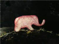 Pink-Elephant.jpg