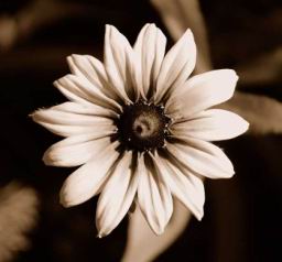 Sepiaflowercrop1.jpg
