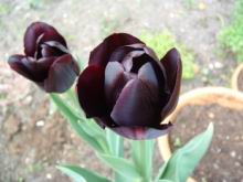 black tulips-resized.JPG
