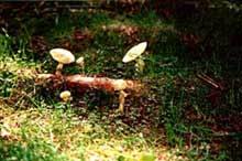 Hamstley-Mushrooms.jpg