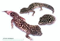 leopard-geckos.jpg