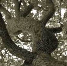 Tree-Series-4.jpg